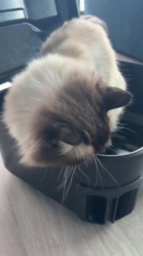 Siamese Cat Explores Indoor Spaces in Rijswijk Home