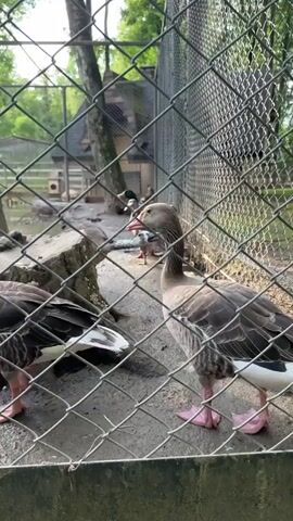 A close-up shot focuses on a gray goose with pink feet standing behind a chain-link fence. The goose is looking to the right. In the background, other geese are visible, along with trees, a building, and more fencing. The ground appears to be covered in dirt and small rocks. The lighting suggests it is daytime, possibly late afternoon due to the warm tones.