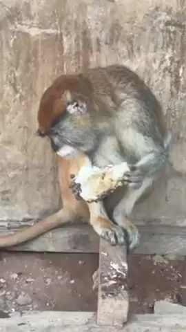 A medium shot shows a monkey sitting on a wooden plank and eating a large piece of food. The monkey has a reddish-brown cap of fur, gray fur on its body and face, and orange-colored fur on its arms and legs. It holds the large piece of food with both hands and brings it up to its mouth. The monkey has a long tail that hangs down beside the wooden plank. The plank sits on the ground in front of a textured wall. There are also various wooden scraps on the ground.