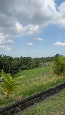 A vertical video captures a view of terraced rice fields under a partly cloudy blue sky. In the foreground, lush green grass grows along a dark, low wall or embankment. Two coconut palm trees with broad, green fronds are prominently featured on the left and right sides of the frame, obscuring parts of the landscape. Beyond the immediate greenery, the terraced rice paddies are visible, some appearing flooded and reflecting the sky, while others show vibrant green growth. A distant line of trees forms the horizon. The video appears to be filmed from a moving vehicle, as indicated by the slight motion blur and the perspective shift.