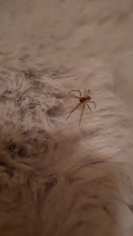 The video shows a brown spider on a textured, possibly carpeted surface. The spider has eight legs and a relatively small body. It is captured in close-up shots as it moves across the surface, sometimes appearing to scurry quickly. The background is blurry and out of focus, with a mix of light and dark brown tones. There are no people or other objects clearly visible in the frame. The audio includes speech in Russian, with one speaker exclaiming "Oh no!" and another saying "Mom, get him!" followed by a plea for someone to grab the spider. The audio suggests a sense of alarm and urgency related to the spider.