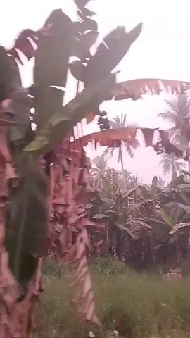 The video shows a blurry outdoor scene with lush green foliage and tall plants, likely trees or large bushes. The camera appears to be in motion, possibly being held by someone walking or riding in a vehicle, as evidenced by the movement and shifting perspectives. The lighting suggests it might be daytime, but the overall quality of the footage is poor, making it difficult to discern specific details about the environment or any potential subjects. There are hints of pinkish hues in the image, which could be due to lighting conditions or the type of plants present. The footage is very short, only lasting a few seconds, and offers no clear narrative or identifiable elements.