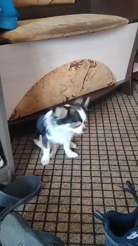 A small, fluffy, tri-colored dog, predominantly white with black and tan markings, sits on a patterned carpet. The dog is positioned under a piece of furniture with a light-colored wood finish and a decorative insert featuring a marble-like pattern. The dog is facing forward, looking directly at the camera. Its tail is curled upwards and over its back. In the foreground, partially visible, are several dark-colored shoes and slippers. The lighting suggests an indoor environment.