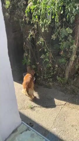 The video shows a medium-sized, fluffy, ginger dog walking along a cracked concrete path in an outdoor setting. The dog is viewed from behind and to the side, with its tail wagging gently. It appears to be sniffing the ground as it moves.

The background features a chain-link fence overgrown with vines and green foliage. Behind the fence, there are some scattered objects, including two white buckets and a rusty metal structure that could be a gate or part of a fence. The ground surface transitions from concrete to dirt and gravel.

The lighting suggests it is daytime, likely morning or afternoon, as there are distinct shadows cast by the dog and other elements. The sun appears to be quite bright, casting strong highlights and shadows. The overall atmosphere is rustic and perhaps a bit unkempt, typical of a backyard or alleyway in a rural or semi-rural area. The location context indicates this scene is in Төмөнкү Ала-Арча, Kyrgyzstan. No people are visible in the frame, and there is no discernible text.