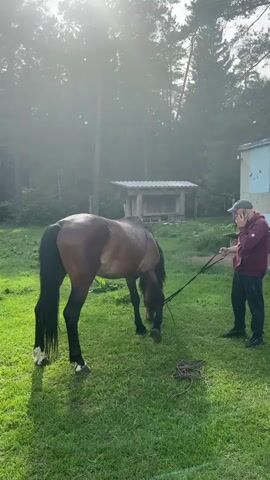 A medium shot shows three people and a horse standing on a green lawn.  The horse, which is brown with a black tail, is standing with its head down, grazing.  A man in a maroon sweatshirt, dark pants, a baseball cap, and black shoes is holding the horse's reins and talking on a phone.  Another man, wearing a black jacket, jeans, and dark green shoes, stands to the right of the first man, partially obscured.  A woman with a backpack and camera then walks into the frame, standing behind the second man.  Behind the group, there is a small, dilapidated blue trailer and a small, covered structure.  Tall trees are in the background, and the sun shines through the trees, creating a hazy effect.