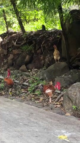 Three chickens are visible on a dirt path surrounded by rocks and foliage. Two chickens are on the left side of the path, one closer to the camera, and another further back. A third chicken is perched on a rock on the right side of the path, facing the left. The chickens appear to be roosters, with red combs and wattles. The environment is lush and green, with trees and dense vegetation. The ground is covered with leaves and small stones. The lighting suggests it is daytime.