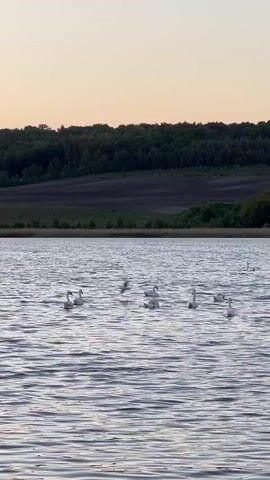 The video shows a lake with a flock of swans swimming on it. The swans are white and glide gracefully across the water's surface. The lake is surrounded by trees and fields in the background. The sky is a soft orange color, indicating that it may be either sunrise or sunset. The water is calm with gentle ripples on it. There is a small branch protruding from the water. The scene appears tranquil and serene.