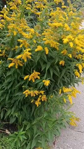 The video shows a close-up of a dense goldenrod plant with numerous bright yellow flower clusters and dark green, lance-shaped leaves. The camera pans slowly across the plant, focusing on the delicate texture of the blooms and the lush foliage. The lighting suggests it is daytime, possibly outdoors. The background is blurred, with hints of what might be a wall or structure. No people or animals are visible. The overall impression is one of vibrant natural beauty.