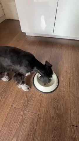 A black and white miniature schnauzer dog with its head inside a white and beige dog bowl is visible from a high-angle perspective. The dog is standing on a wooden floor, and in the background, there are white cabinets. The dog appears to be drinking or eating from the bowl. The scene is well-lit, with natural light coming from the left.