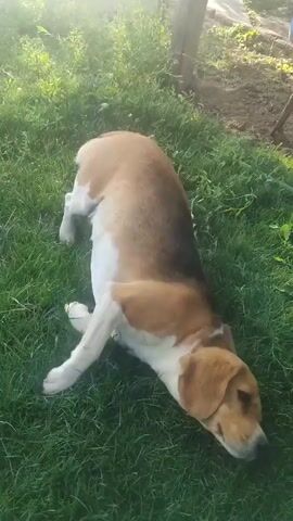 A brown and white dog rolls around on its back in the grass. The dog is on its side, with its legs in the air. It then rolls onto its back, and its legs are still in the air. The dog appears to be enjoying itself. The background is a blurry green lawn with some plants and a wooden fence.