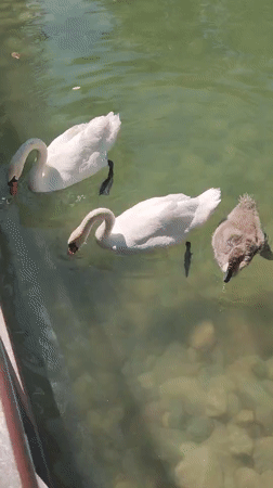 Morning visit to Shymkent Zoo and its Japanese garden