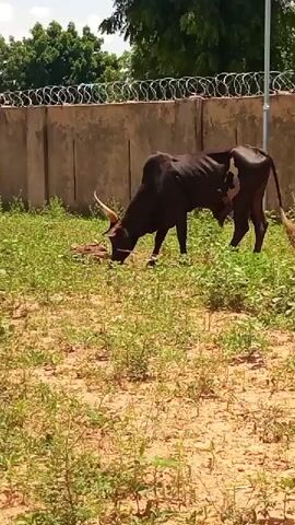 A dark brown bull with a white patch on its flank and long, curved horns is grazing in a grassy, dry area. The bull is positioned in the center of the frame, facing left with its head down. In the background, a concrete wall topped with barbed wire runs horizontally across the scene. Trees are visible beyond the wall. The ground is a mix of dry dirt and sparse green vegetation. The lighting suggests a bright, sunny day.