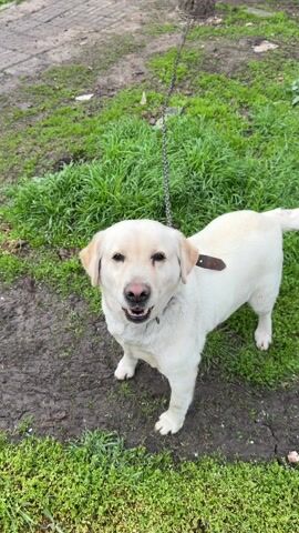 The video shows a light-colored Labrador retriever on a chain leash standing in a patch of grass and mud. The dog is looking up at the camera with a happy expression, and its tail is wagging slightly. A hand reaches into the frame and pets the dog. The dog pants quietly. The background consists of grass and a paved walkway.