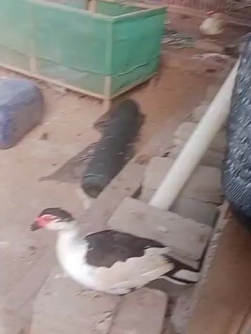 A camera pans across an outdoor enclosure filled with various fowl. In the foreground, a black and white duck is seated on a wooden plank. To its right, a tall, white cylindrical pipe stands vertically, leaning against a black netted structure. Behind the duck, further in the enclosure, several other ducks and possibly chickens are visible, some moving around and interacting near a green netted enclosure. The ground appears to be dirt and scattered with some bricks and wooden materials. The environment suggests a rural or farm setting with wooden fences and roofing visible in the background.