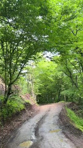 The video shows a dirt road winding through a lush forest. The camera appears to be mounted on a vehicle moving slowly along the road. Sunlight filters through the dense canopy of green trees, creating a dappled effect on the path. The road is rough and uneven, with patches of mud and some puddles. The trees on either side are tall and vibrant, creating a tunnel-like effect. The sky is visible through the gaps in the foliage, revealing a bright blue sky with scattered clouds. There are no visible people or animals.