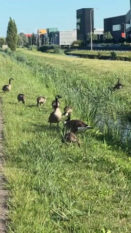 The video shows a group of Canada geese grazing in a grassy area next to a paved path. The geese, including adults and goslings, are spread out across the field, some with their heads down eating grass. In the background, there are buildings, trees, and a blue sky. The sun appears to be shining brightly, casting shadows on the grass. The environment is green and natural, with some man-made structures visible in the distance.