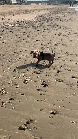 A small, tan dog wearing a black harness walks on a sandy beach. The dog is in the foreground, and its shadow stretches out before it. The beach is covered in small rocks and shells. In the background, there is a body of water and a distant shoreline. The sun is shining, casting a warm light on the scene. The dog appears to be exploring the beach, sniffing the ground and looking around. The overall mood of the video is peaceful and relaxed.