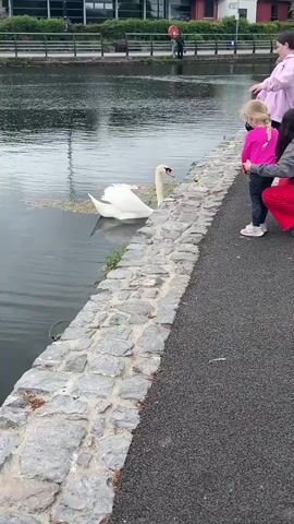 A child in a pink shirt and jeans is being held up next to a stone wall alongside a canal by someone wearing red pants and black shoes, while someone else in a pink hoodie stands nearby. A large white swan is swimming in the canal right next to the wall, reaching its neck out towards the child and seemingly being fed. The canal water is a dark grey color. A walkway runs along the edge of the canal, made of a dark grey material. In the background are people walking and buildings.