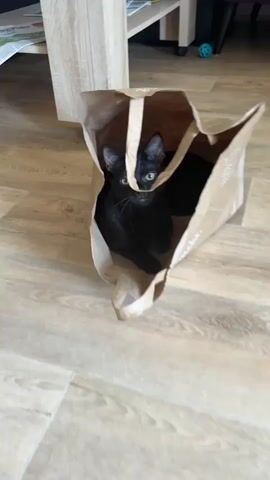 A black kitten with green eyes peers out from inside a brown paper bag. The kitten is positioned in the center of the bag, with its body mostly hidden. Its head is raised, and it looks directly at the camera with an alert expression. The background appears to be an indoor setting with a wooden floor and blurred furniture. The video consists of several close-up shots of the kitten's face as it moves slightly within the bag.