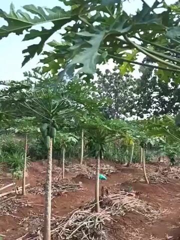 A close-up shot focuses on a papaya tree laden with green papayas. The camera pans slightly, revealing rows of similar trees in an outdoor plantation. The ground is covered with dry leaves and branches, suggesting a farming or cultivation setting. The trees are relatively young, with their trunks bare except for the leaves and fruit clusters at the top. The background consists of more foliage and a hazy sky. The overall impression is of an agricultural scene, possibly a farm or orchard.