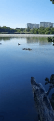 Duck family spotted swimming on calm Chișinău lake