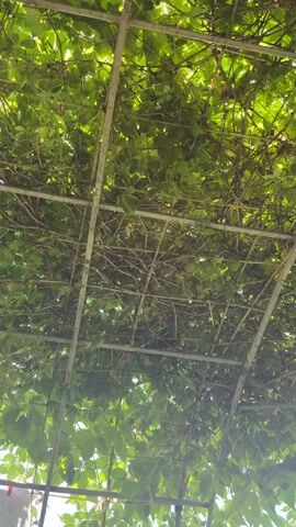 The video is an upward-facing shot of a metal structure covered by dense green vines. The vines have many small green clusters, likely developing fruit or flowers. The metal structure consists of horizontal bars forming a grid. The lighting suggests it is daytime, possibly with sunlight filtering through the leaves. The scene appears to be outdoors, with the foliage creating a natural canopy. No people or animals are visible.