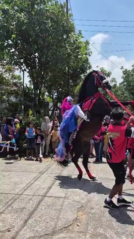The video opens with a close-up of a brown horse with a rider adorned in a colorful, ruffled outfit and a pink veil. The horse is wearing a decorative bridle and harness with red accents. Several people, mostly young men in red and black shirts, are guiding the horse from the sides, holding ropes. Spectators, including children and adults, are lined up on the side of a paved road, watching the procession. Trees and houses are visible in the background under a bright sky. The horse rears up on its hind legs, its front legs pawing the air, as the rider remains seated. The men continue to manage the horse's movements. The scene appears to be a parade or a cultural event taking place in a rural or suburban setting.