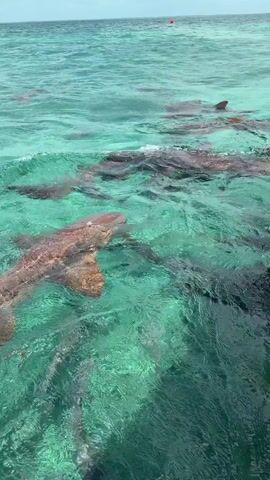 This is a video of several sharks swimming in clear turquoise water. One shark is in the foreground, swimming from left to right. Its body is visible from the side, and its fins are extended. Other sharks are visible in the background, their fins breaking the surface of the water. The water is clear and the bottom is visible in some areas. The sky is overcast.