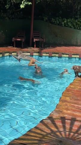 A group of monkeys are swimming in a bright blue swimming pool. The pool has a wooden deck around it. There are two empty wooden chairs visible behind the pool. One monkey is splashing water near the left side of the pool. Another monkey is on the wooden deck to the right of the pool, watching the others. The water is clear and you can see the bottom of the pool. The monkeys appear to be enjoying themselves.