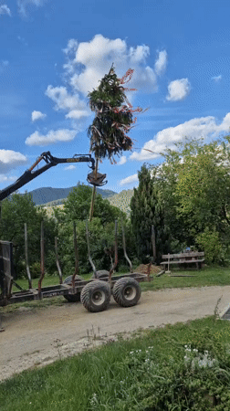 Traditional tree raising ceremony held in Austrian village