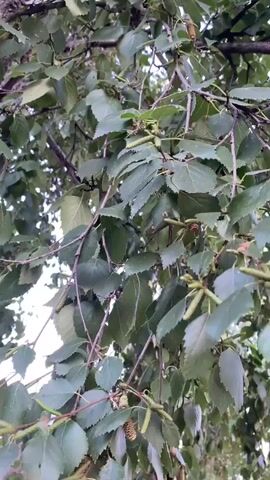 A video shows a close-up view of a birch tree's branches and leaves against a bright sky. The leaves are green and appear somewhat thin, with visible veins. Some branches are thin and dark, while others are thicker and lighter, characteristic of a birch tree. There are also some catkins, which are elongated flower clusters, visible on some of the branches. The camera is positioned below the branches, looking up through the foliage. The overall impression is of a natural outdoor environment on a cloudy or overcast day.