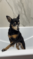 Small dog jumps into bathtub in Sinyavino bathroom