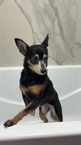 Small dog jumps into bathtub in Sinyavino bathroom
