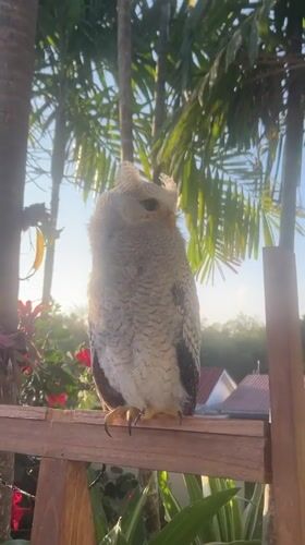 Buffy fish owls on a railing in Bali, adults and juvenile