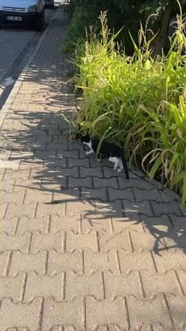 A black and white cat walks on a stone pathway next to a wall of tall green plants. The sun casts shadows on the pathway, and a white car is parked on the left side of the frame. The cat is walking away from the camera and towards the plants. The plants are lush and green, and appear to be corn stalks. The cat is medium-sized and has white paws and a white chest. It is walking with its tail held high. The overall scene is one of a peaceful outdoor setting.