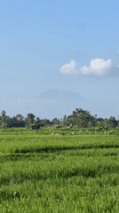 Green rice paddies under blue skies in Sukawati, Bali