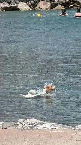 A small dog with white and brown fur is swimming in clear blue water. A woman in a black swimsuit walks into the water, reaches down, and picks up the dog. Other people are in the water further back. Some rocks and a yellow buoy are visible in the background.
