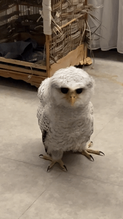 Fluffy white owl chick photographed up close in Bali