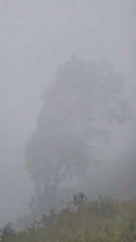 The video shows a solitary tree shrouded in dense fog. The fog obscures the background and the lower portions of the tree and surrounding vegetation. In the foreground, there is lush green vegetation, possibly ferns, which are also partially obscured by the fog. The overall atmosphere is serene and somewhat mysterious due to the limited visibility.