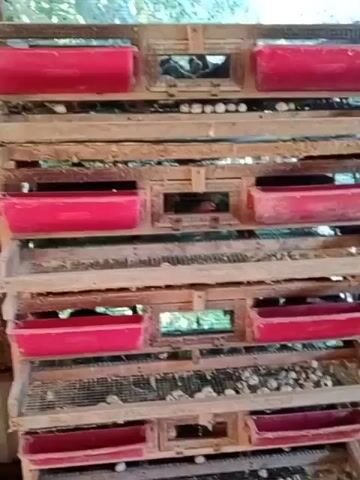 The video shows multiple tiers of wooden shelving units holding small birds. Each tier has a red feeding trough at the front and a mesh bottom. The shelves are filled with numerous small birds, likely quail, and their eggs. The units are stacked vertically, creating a multi-layered enclosure for the birds. The background appears to be an outdoor or semi-enclosed space with some greenery visible. The overall scene depicts a bird farm or enclosure for raising quail.