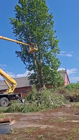Here is a description of the scene.

The scene depicts a tree trimming operation. A large yellow crane with a personnel basket is positioned next to a tall tree with dense green foliage. An individual stands in the basket, appearing to be cutting branches off the tree.  A pile of freshly cut branches and foliage lies at the base of the tree. The crane is parked on what looks like a muddy or dirt surface, and a few logs are visible nearby.  Behind the tree, a dilapidated red-brick building with a gray roof is visible. The sky is blue with scattered white clouds, suggesting a sunny day.