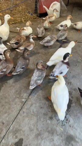 A flock of ducks of varying colors, including brown, gray, and white, stand on a concrete floor in what appears to be a barn or shed. Some are huddled closer together, while others are more spread out. A pile of hay sits to the left, and other items such as a watering can and a red container are visible in the background. The camera slowly pans slightly to show the ducks. A duck quacks loudly.