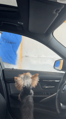 Car wash visit with dog and friends documented in Razgrad