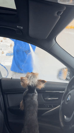 Car wash visit with dog and friends documented in Razgrad