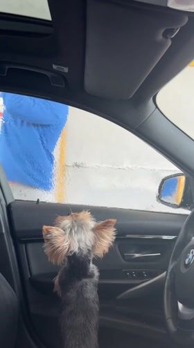 Car wash visit with dog and friends documented in Razgrad