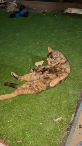 A tortoiseshell cat is lying on its back on a green surface, appearing to be grooming itself. A small, white, toy sheep is positioned on the cat's stomach. The background is blurry but suggests an outdoor environment with some debris.