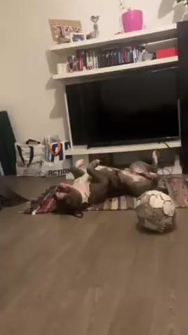 The video shows a large gray and white dog lying on its back on a colorful rug in a living room. The dog has its mouth open and is panting, with its tongue lolling out. Its paws are up in the air and it seems to be relaxed. Next to the rug, there is a somewhat worn soccer ball. Behind the dog, there is a white shelf unit with a flat-screen television on it. There are various items on the shelf, including books, pictures, and a trophy. Next to the shelf, there are shopping bags. The floor is made of wood.