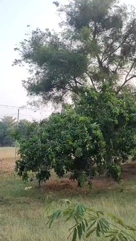 The video shows an outdoor scene with trees and a field. In the foreground, there is a lush green tree with many leaves. Beyond that, there is a field with dry grass and some scattered trees in the background. The sky is clear and overcast. The camera pans across the scene, focusing on the trees and the landscape.