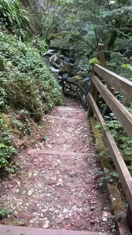 The video shows a descending dirt path with stone steps, bordered by a wooden railing on the right side. Lush green foliage covers the left side of the path, with moss visible on rocks and the wooden railing. In the background, a small stream or waterfall flows over rocks amidst more dense greenery. The overall environment appears to be a wooded or forested area, possibly a natural trail. The camera is moving downwards along the path.