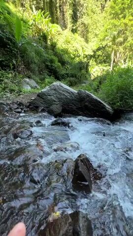 The video shows a close-up view of a shallow, rocky stream flowing through a lush, green forest. The water is clear and appears to be moving quickly, creating white foam as it tumbles over the rocks. Sunlight filters through the dense canopy of trees, illuminating the water and the surrounding vegetation. In the foreground, a hand is visible reaching towards the water. The overall impression is one of a serene and natural environment.